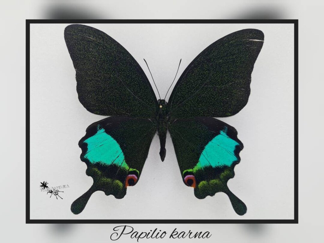 Papilio Karna Real Butterfly Specimen Insect Entomology Taxidermy