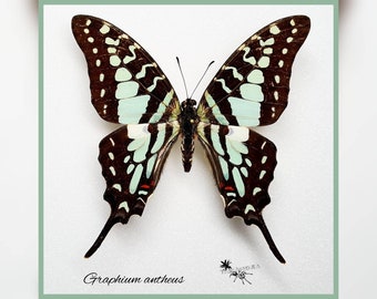 Graphium antheus - echter Schmetterling Präparat Insekt Entomologie Taxidermie Natur Deko Kuriositäten mounted