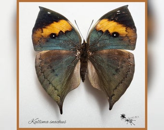 Kallima inachus - echter Schmetterling Präparat Insekt Entomologie Taxidermie Natur Deko Kuriositäten mounted