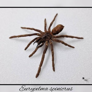Könnte beinhalten: Eine braune Vogelspinnenart mit langen Beinen und einem haarigen Körper. Die Spinne befindet sich auf einem weißen Hintergrund. Der Text "Euryplema spinicrus" befindet sich unter der Spinne.