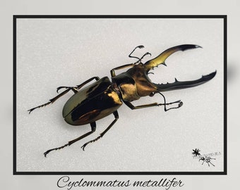 Cyclommatus metallifer - Flügel geöffnet oder geschlossen/ echter Käfer Präparat Insekt Entomologie Taxidermie Natur Deko Kuriosität mounted