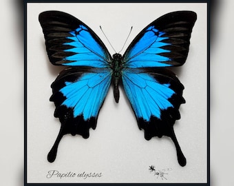 Papilio ulysses - echter Schmetterling Präparat Insekt Entomologie Taxidermie Natur Deko Kuriositäten mounted