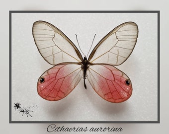 Cithaerias aurorina - Transparent  - echter Schmetterling Präparat Insekt Entomologie Taxidermie Natur Deko Kuriositäten mounted