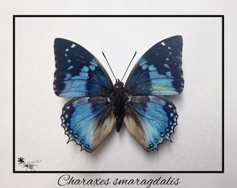 Charaxes smaragdalis - echter Schmetterling Präparat Insekt Entomologie Taxidermie Natur Deko Kuriositäten mounted