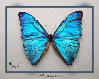 Morpho adonis - echter Schmetterling Präparat Insekt Entomologie Taxidermie Natur Deko Kuriositäten mounted