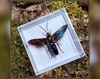 Megascolia procer - in Vitrine / echte Wespe Präparat Insekt Entomologie Taxidermie Natur Deko Kuriositäten Landhaus mounted