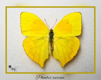 Phoebis rurina - echter Schmetterling Präparat Insekt Entomologie Taxidermie Natur Deko Kuriositäten mounted