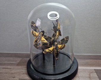 Glasdom mit 3 Acherontia atropos / echter Schmetterling Präparat Insekt Entomologie Taxidermie Natur Deko Kuriositäten Landhaus