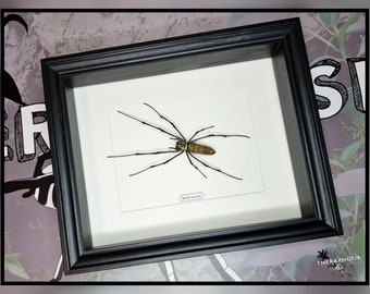 Nephila maculata Seidenspinne - mit Rahmen / echte Spinne Präparat Insekt Entomologie Taxidermie Natur Deko Kuriositäten Landhaus