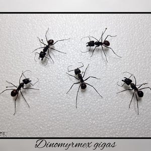 Könnte beinhalten: Fünf schwarze Dinomyrmex gigas Ameisen sind auf einer weißen, strukturierten Oberfläche angeordnet. Die Ameisen sind verteilt und zeigen in verschiedene Richtungen.