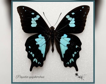 Papilio epiphorbas - echter Schmetterling Präparat Insekt Entomologie Taxidermie Natur Deko Kuriositäten mounted