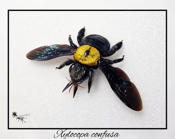 Xylocopa confusa / echte blaue Biene Präparat Insekt Entomologie Taxidermie Natur Deko Kuriositäten Landhaus mounted