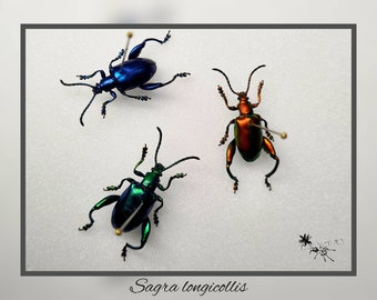 Sagra longicollis - grün, rot & blau / echter Käfer Präparat Insekt Entomologie Taxidermie Natur Deko Kuriositäten Landhaus mounted