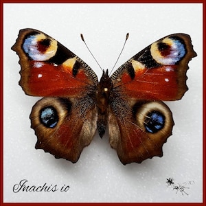 Inachis io - Farfalla pavone - farfalla vera preparazione insetto entomologia tassidermia natura decorazione curiosità montate