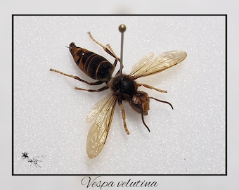 Vespa velutina / echte Wespe Präparat Insekt Entomologie Taxidermie Natur Deko Kuriositäten Landhaus mounted