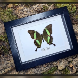 Peut inclure: Un spécimen de papillon vert et noir encadré avec le texte "Papilio memnon" sur fond blanc. Le cadre est noir et a un passe-partout blanc.