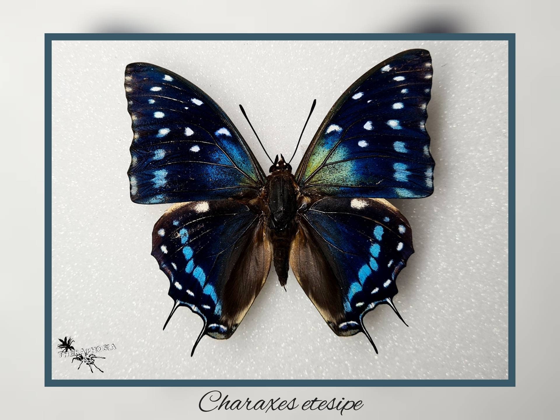 Morpho helenor female real butterfly in frame showcase preparation nature deco entomology insect taxidermy curiosities Insect Art Morpho helenor female real butterfly in frame showcase preparation nature deco entomology insect taxidermy curiosities Insect Art