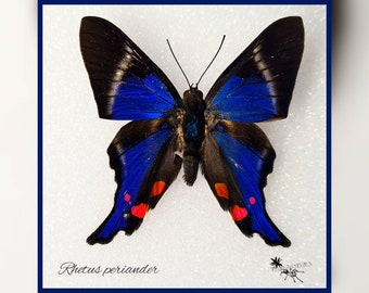 Rhetus periander - echter Schmetterling Präparat Insekt Entomologie Taxidermie Natur Deko Kuriositäten mounted