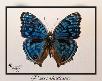 Precis rhadama - echter Schmetterling Präparat Insekt Entomologie Taxidermie Natur Deko Kuriositäten mounted