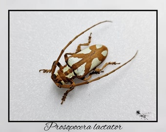 Prosopocera lactator / echter Käfer Präparat Insekt Entomologie Taxidermy Natur Deko Kuriositäten mounted