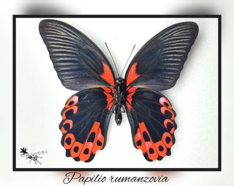 Papilio rumanzovia - echter Schmetterling Präparat Insekt Entomologie Taxidermie Natur Deko Kuriositäten mounted