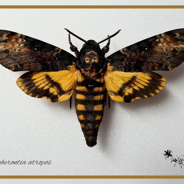 Acherontia atropos - Totenkopfschwärmer echter Schmetterling Präparat Insekt Entomologie Taxidermie Natur Deko Kuriositäten mounted