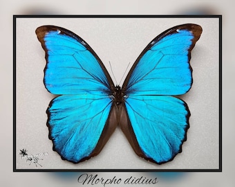 Morpho didius - Riesen Morpho - echter Schmetterling Präparat Insekt Entomologie Taxidermie Natur Deko Kuriositäten mounted