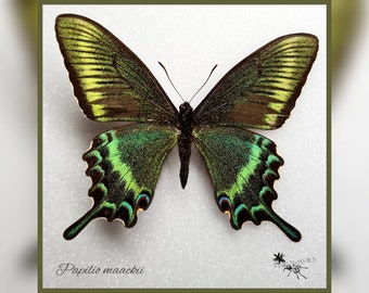 Papilio maackii - echter Schmetterling Präparat Insekt Entomologie Taxidermie Natur Deko Kuriositäten mounted