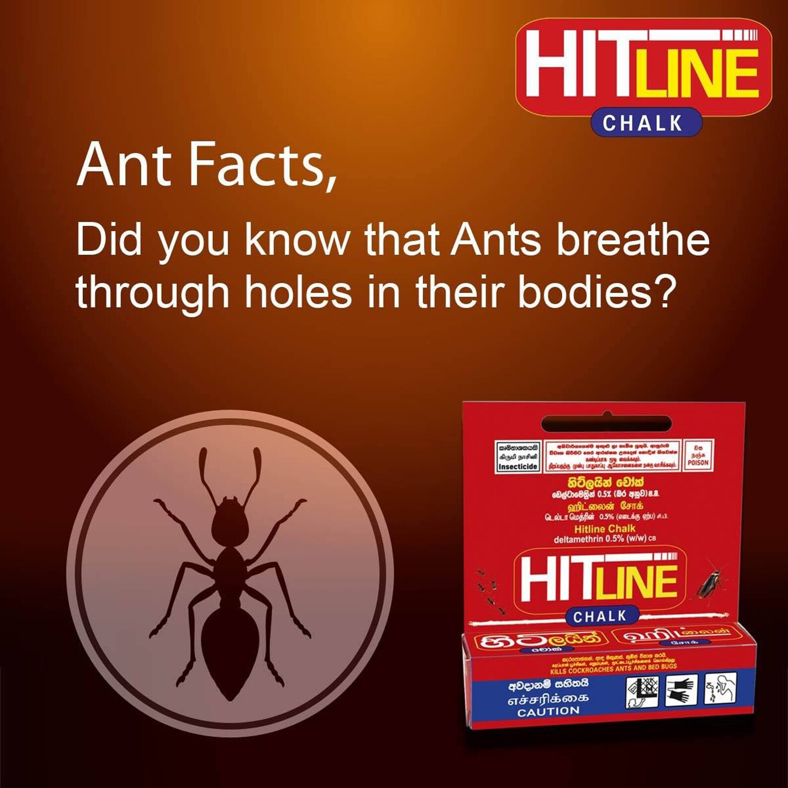 Chalk for Cockroach Ants and Crawling Insects Home Repellent Etsy