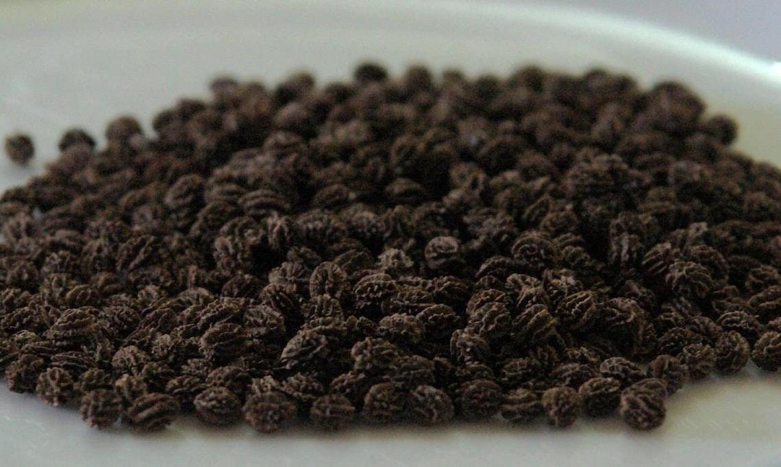 High Quality 100 Organic Dried Papaya Seeds and Powder From Etsy