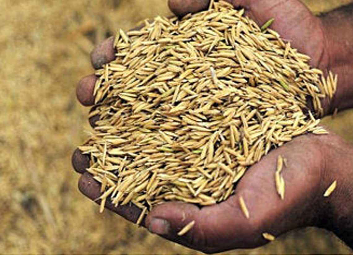 Burned Rice Husk and Ash 100 Organic Compost Fertilizer & Etsy