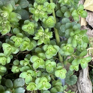 May include: Close-up of a vibrant green ground cover plant with small, rounded leaves and tiny, budding flowers. The plant's leaves are a bright, healthy green, creating a lush, textured appearance. The image captures the plant's natural beauty.
