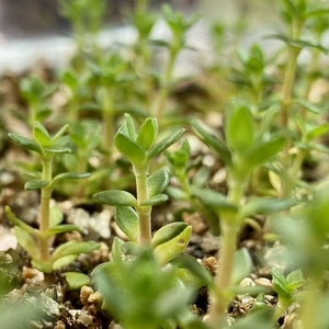 12 x Stringy stonecrop (Sedum sarmentosum), graveyard Moss Sedum, Golden sedum, rooted plant