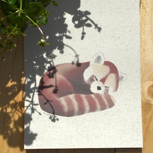 Panda vermelho