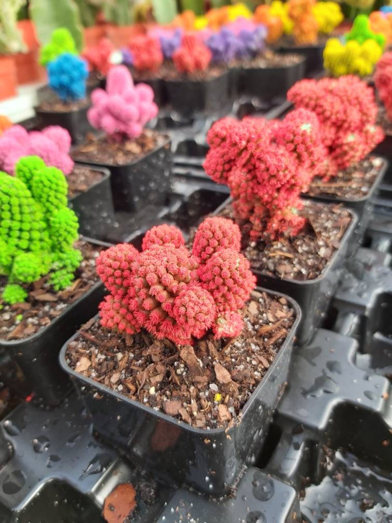 Desert Gems Cacti 2 Live Plant Mammillaria Etsy