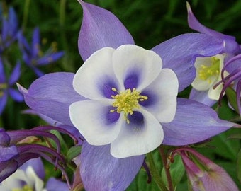 Blue Columbine Seeds – Aquilegia caerulea