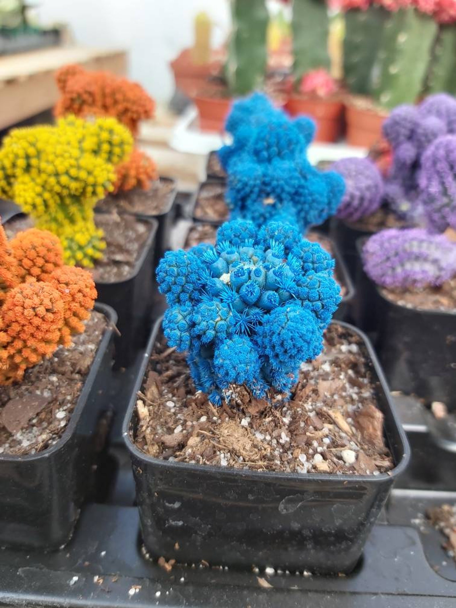 Desert Gems Cacti Live Plant Mammillaria Etsy