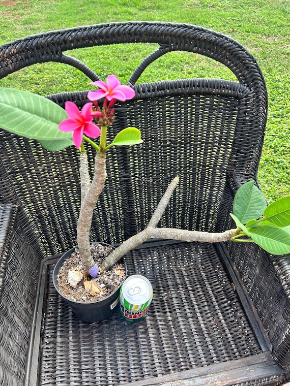 Hawaii Plumeria Gorgeous Kauka Wilder in Bloom Live Plant