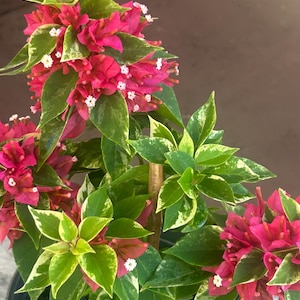 Könnte beinhalten: Eine Bougainvillea-Pflanze mit leuchtend rosa Hochblättern und grünen Blättern mit weißer Panaschierung. Kleine weiße Blüten sind zwischen den rosa Hochblättern verstreut. Die Pflanze steht in einem schwarzen Topf vor braunem Hintergrund.