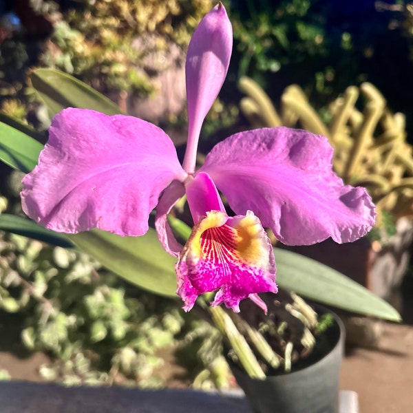 Cattleya Lueddemanniana  Glorious Fragrance  Collector’s not  in spike/bloom Gorgeous  Free Ship