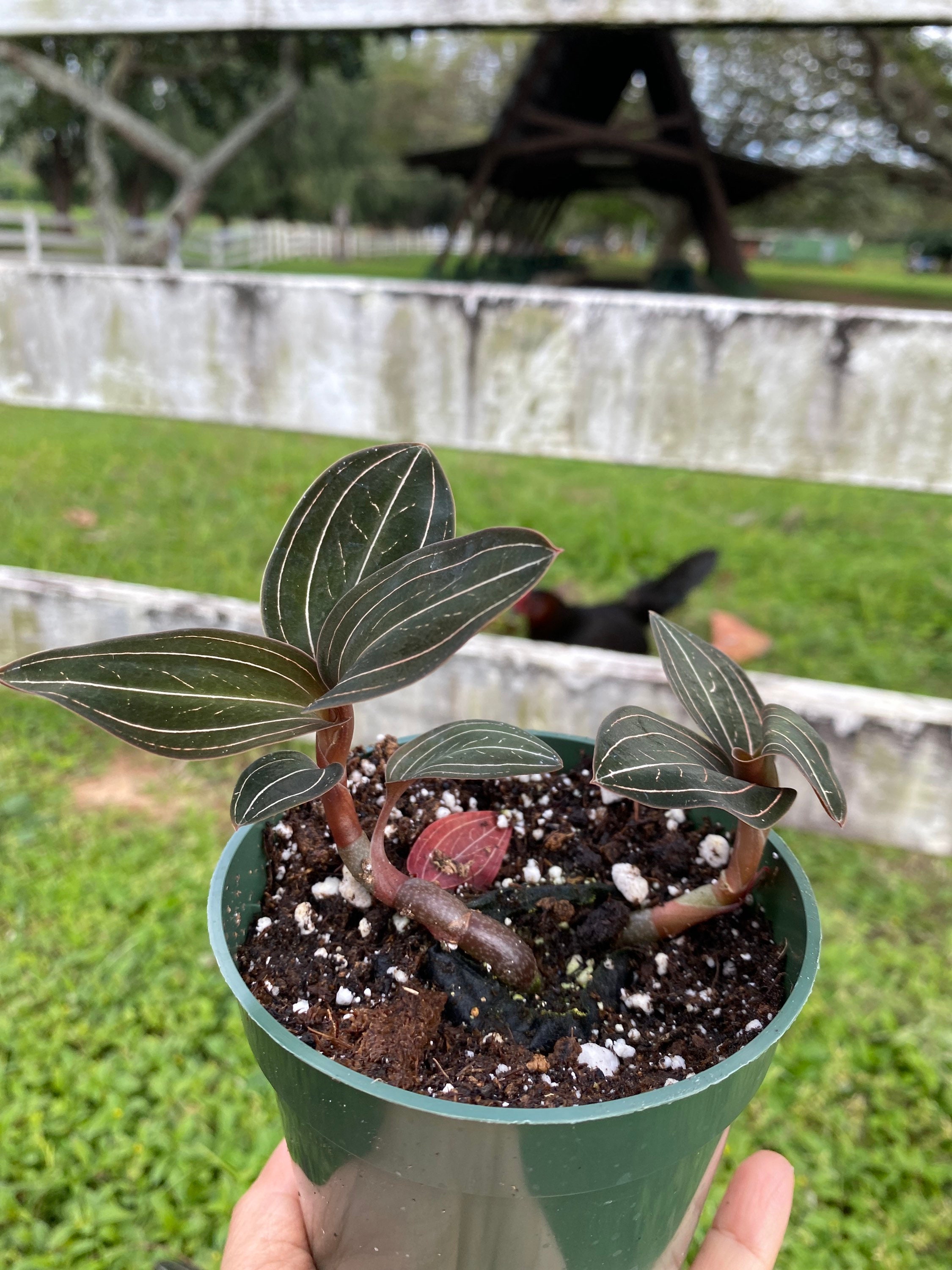 Jewel Orchid for sale Only 3 left at 75