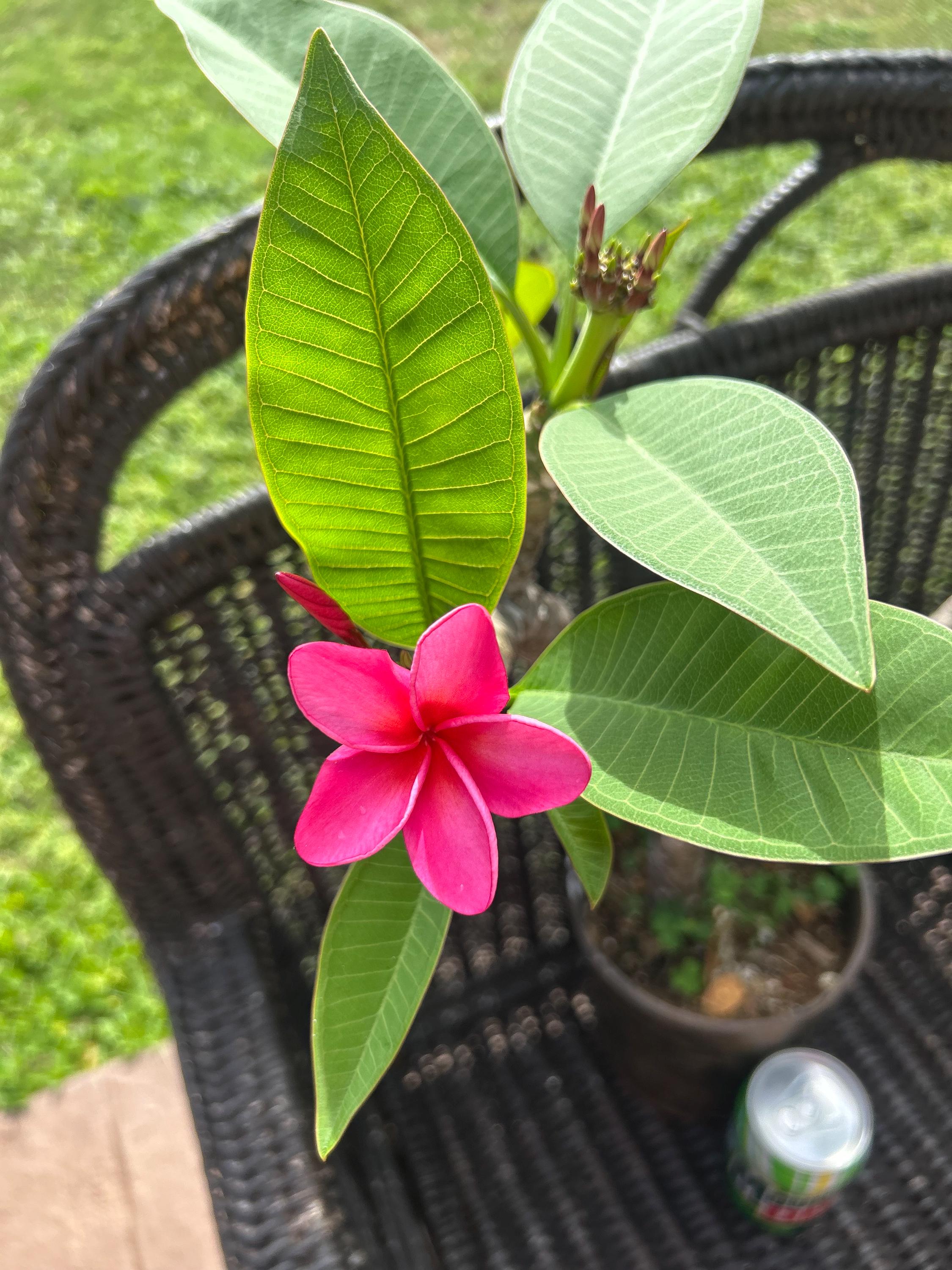 Hawaii Plumeria Gorgeous Kauka Wilder in Bloom Live Plant/fully
