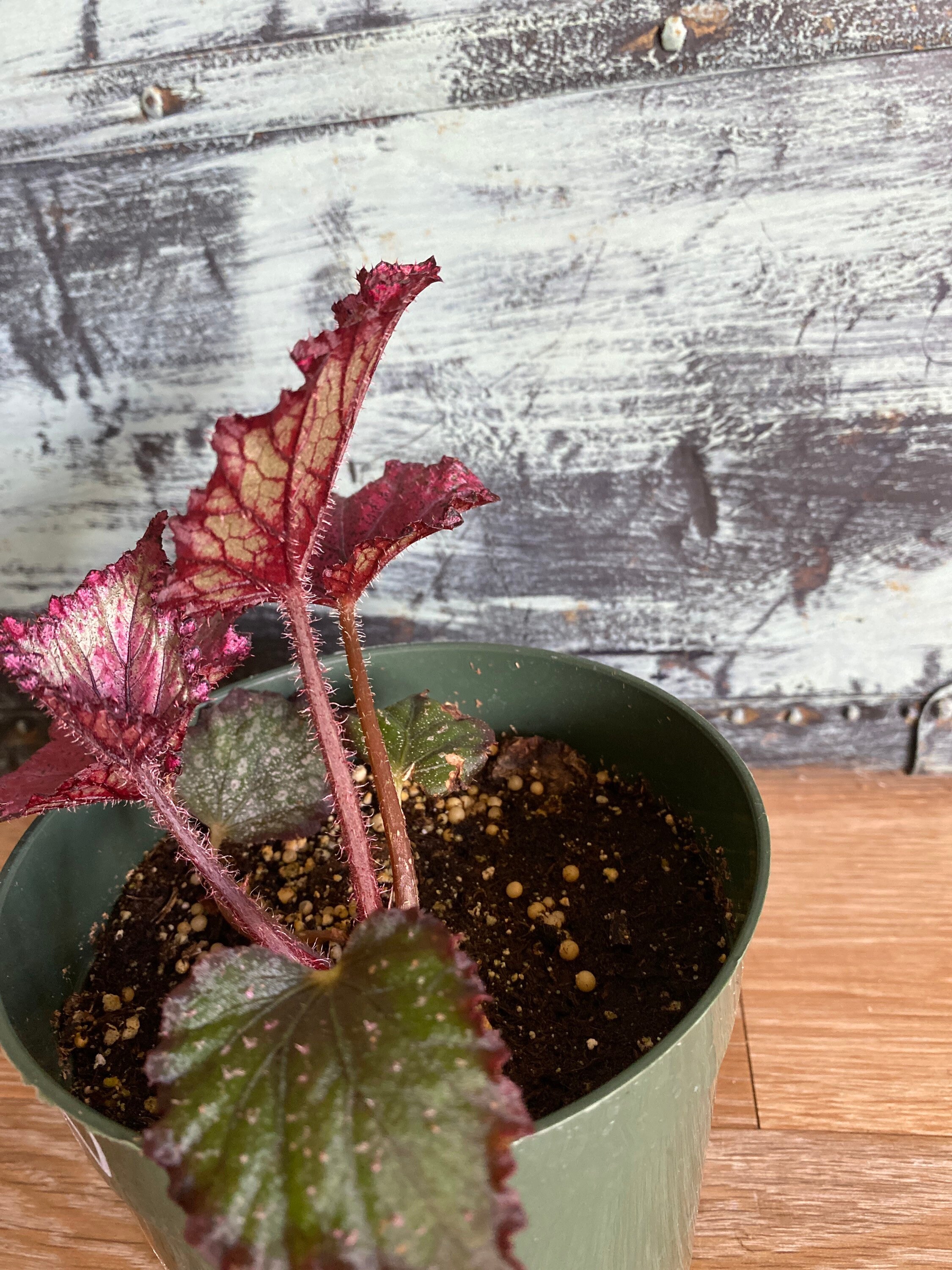 Begonia Rex Kotobuki seltene Samt/Hairy Pflanze 1 Etsy