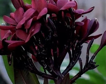 Dark Red Plumeria Cuttings: Scott Pratt Volcano Frangipani (Hawaii Grown) 12” long one tip 8 cuttings Last Batch