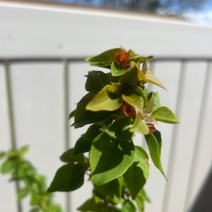 May include: A close-up shot of a green plant with small, heart-shaped leaves and orange-red buds. The background features a white fence and a blue sky, creating a natural and fresh aesthetic. The plant is in focus.