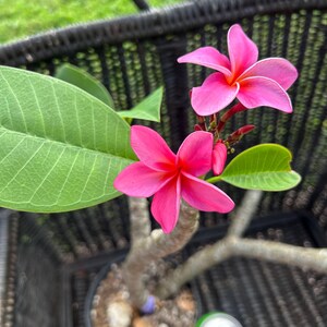 ぴーすけKauka Wilder/ Hawaiian Kauka Wilder Plumeria Highlight - AZ 9B - YouTube