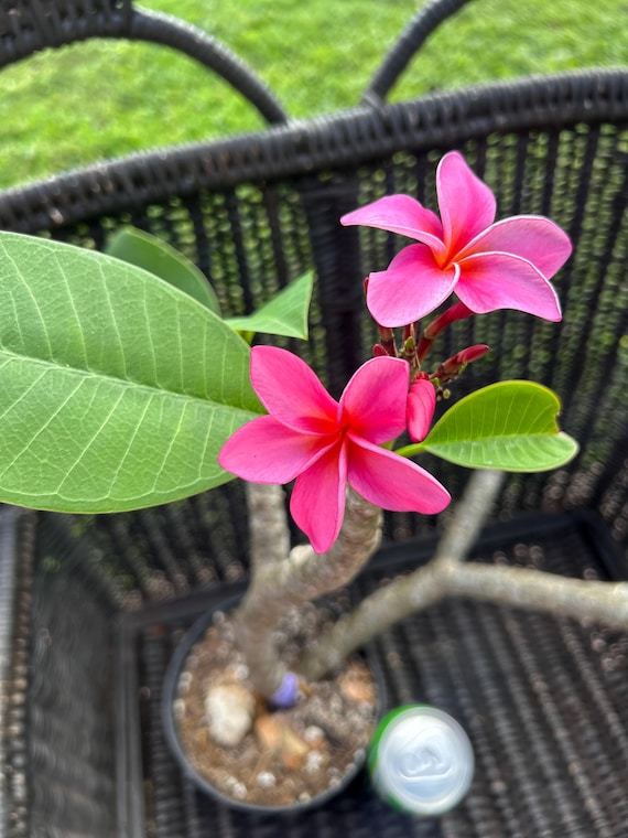 Hawaii Plumeria Gorgeous Kauka Wilder in Bloom Live Plant