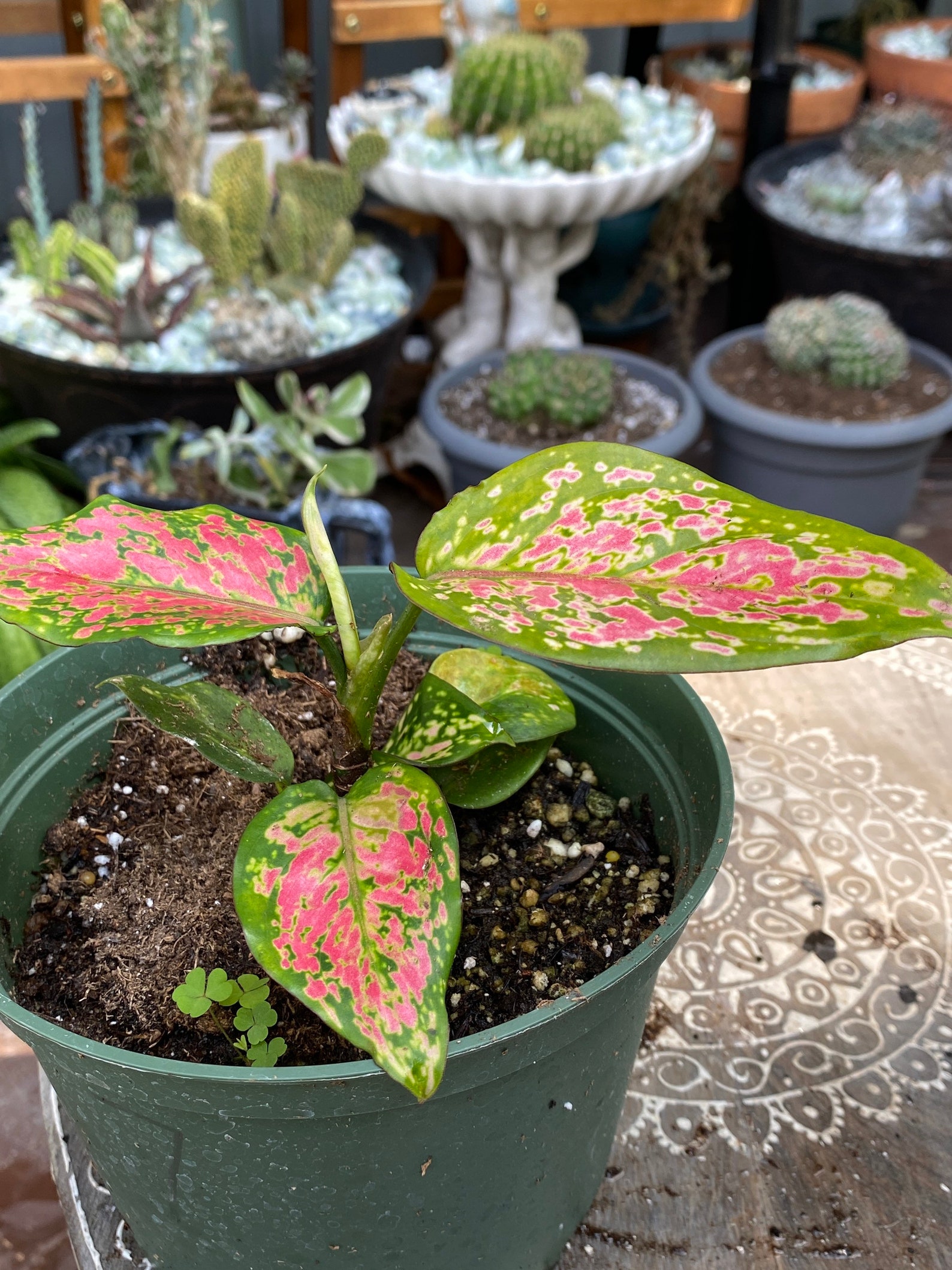 Aglaonema Chinese Pink Lucky Plant 7 Etsy