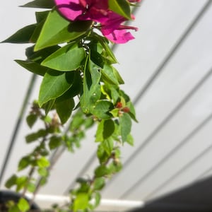 以下が含まれることがあります： 鮮やかなマゼンタ色の花と緑豊かな葉を持つブーゲンビリアの植物。 植物は黒い鉢に入っており、花と葉は、ぼやけた白い背景に対して鮮明に焦点を当てています。