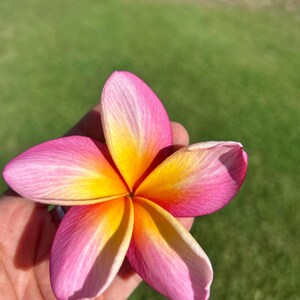 Hawaii Plumeria Gorgeous Kauka Wilder in Bloom Live Plant